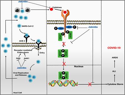 Therapeutic implications of current Janus kinase inhibitors as anti-COVID agents: A review